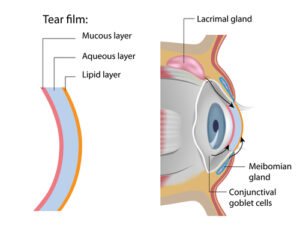 Tear Film Diagram