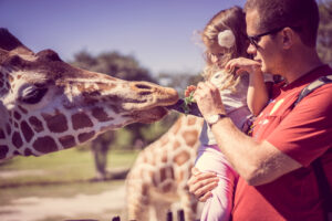 man feeding giraffe at zoo